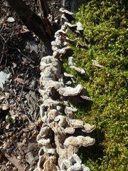 Auricularia mesenterica