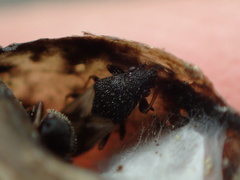 Metopoplax ditomoides
