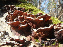 Auricularia mesenterica