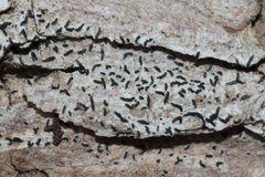 Alyxoria varia