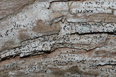 Alyxoria varia