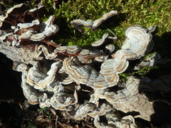 Auricularia mesenterica