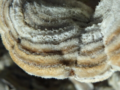 Auricularia mesenterica