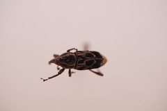 Rhodobaenus cinctus