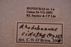 Rhodobaenus cinctus
