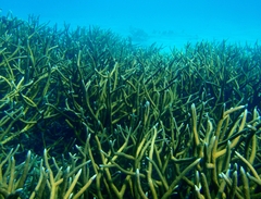 Acropora cervicornis