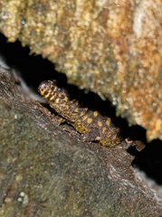 Lepidophyma flavimaculatum