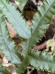 Trichomanes pinnatum