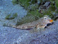 Dactylopus dactylopus