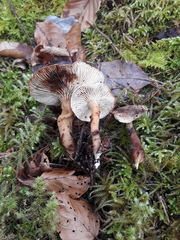 Neolentinus adhaerens