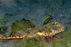 Dactylopus dactylopus