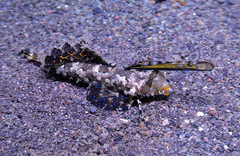 Dactylopus kuiteri