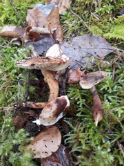 Neolentinus adhaerens