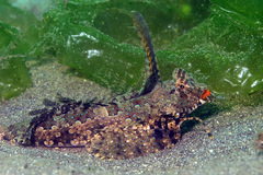 Dactylopus kuiteri