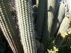 Trichocereus chiloensis