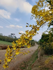 Oncidium sphacelatum