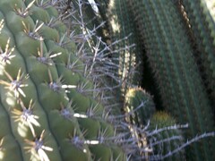 Trichocereus chiloensis