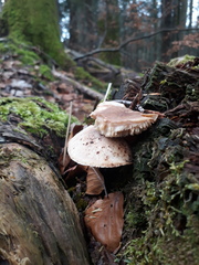 Neolentinus adhaerens