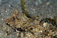 Dactylopus kuiteri