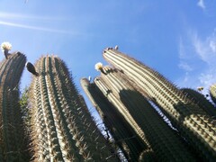 Trichocereus chiloensis