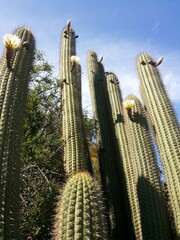 Trichocereus chiloensis