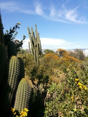 Trichocereus chiloensis