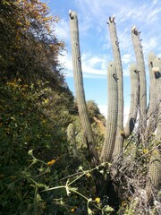 Trichocereus chiloensis