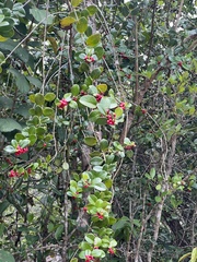 Salzmannia nitida