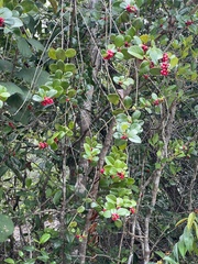 Salzmannia nitida
