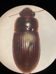 Harpalus gravis