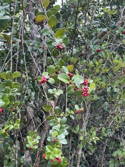 Salzmannia nitida