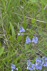 Veronica prostrata