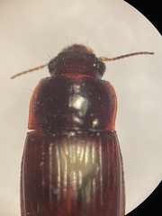 Harpalus gravis