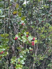Salzmannia nitida