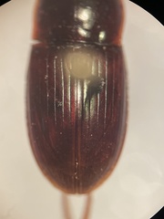 Harpalus gravis