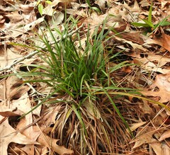 Carex debilis