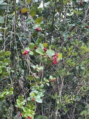Salzmannia nitida