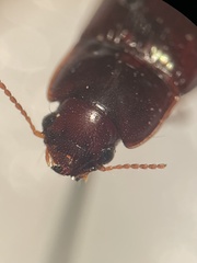 Harpalus gravis