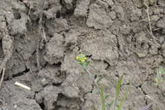 Odontarrhena tortuosa
