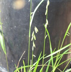 Melica mutica