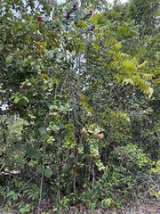 Salzmannia nitida