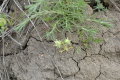Ceratocephala testiculata