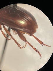 Harpalus gravis