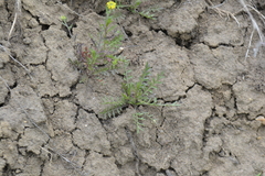 Lepidium ruderale