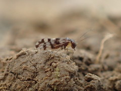 Propsocus pulchripennis
