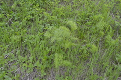 Peucedanum ruthenicum