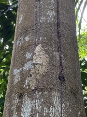 Thysania agrippina