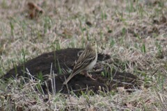 Anthus trivialis