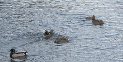 Anas platyrhynchos