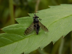 Haematopota pluvialis